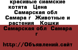  красивые сиамские котята › Цена ­ 2 000 - Самарская обл., Самара г. Животные и растения » Кошки   . Самарская обл.,Самара г.